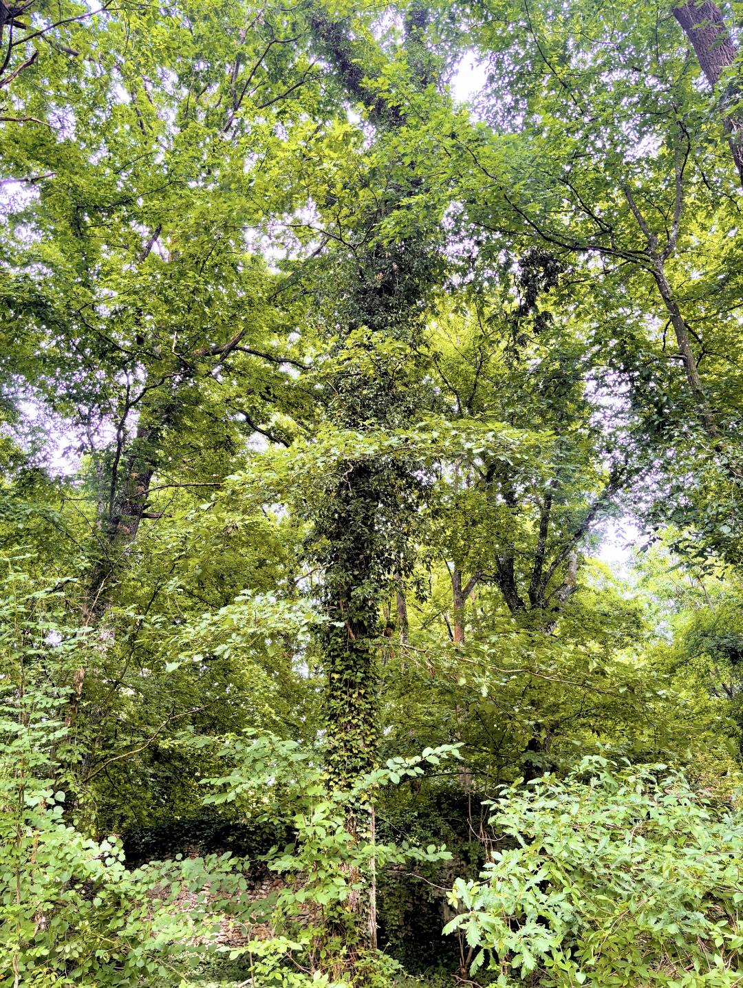 Arbre en milieu boisé dont le tronc est partiellement colonisé par le lierre, nécessitant une observation selon les objectifs de gestion