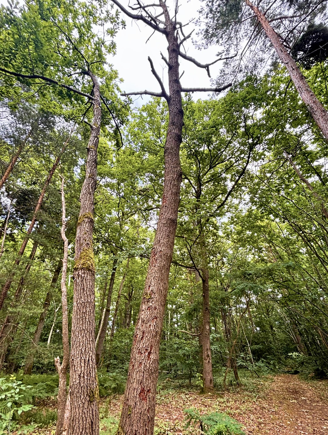 Niche écologique en pleine foret