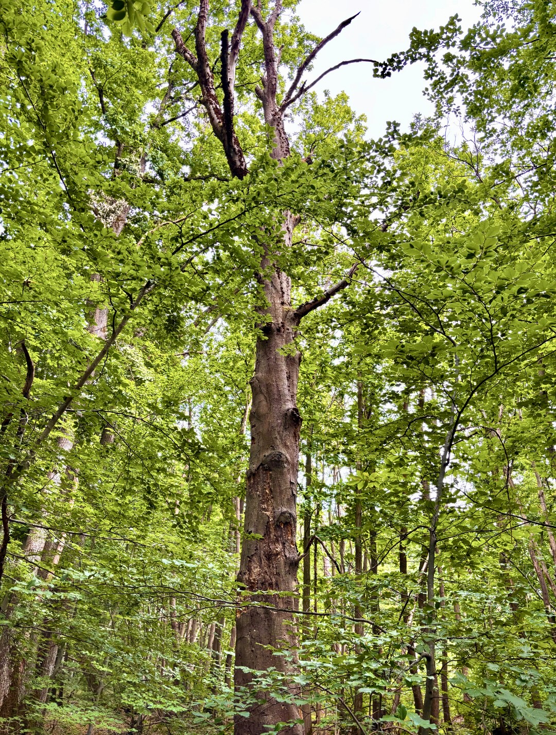 niche écologique en pleine foret 2