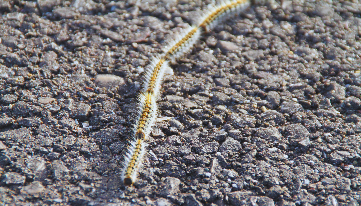 colonie de chenilles processionnaires sur le sol goudronné