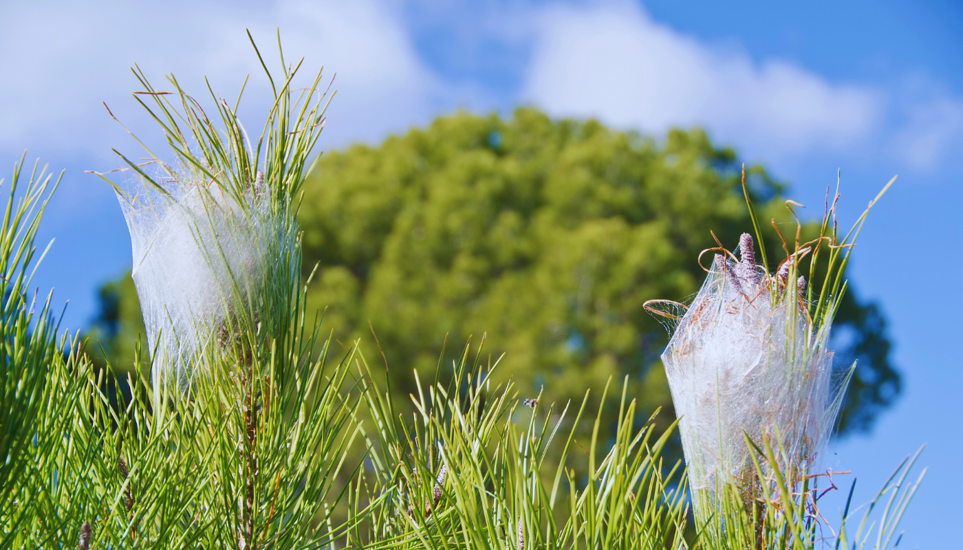 photo de nids de chenilles processionnaires dans un pins