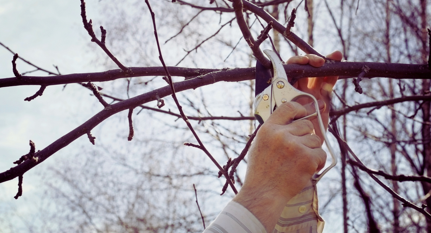 Coupe manuelle d'une branche porteuse de gui à l'aide d'un sécateur