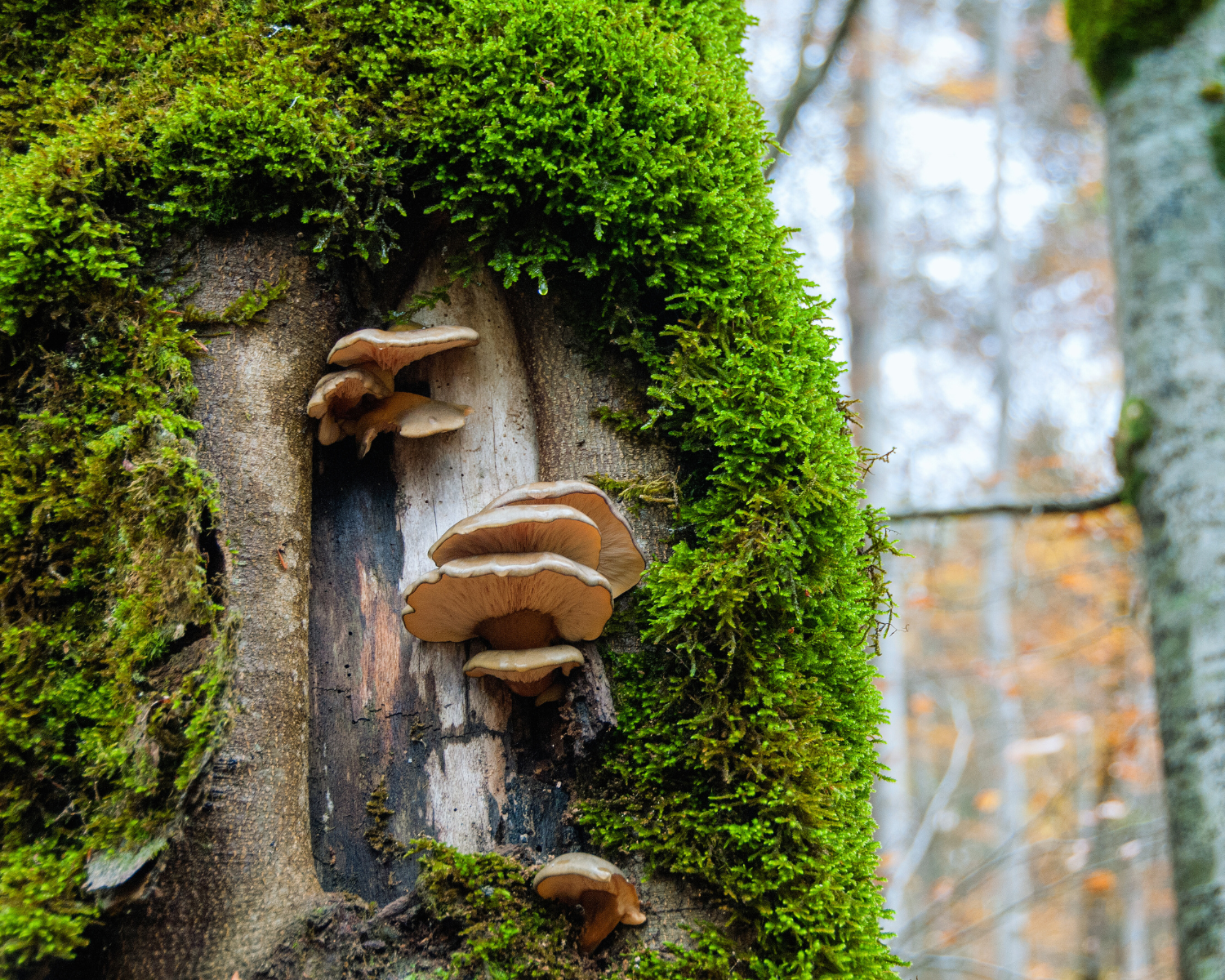 Présence de champignons lignivores sur le tronc d'un arbre, indiquant une dégradation du bois à observer