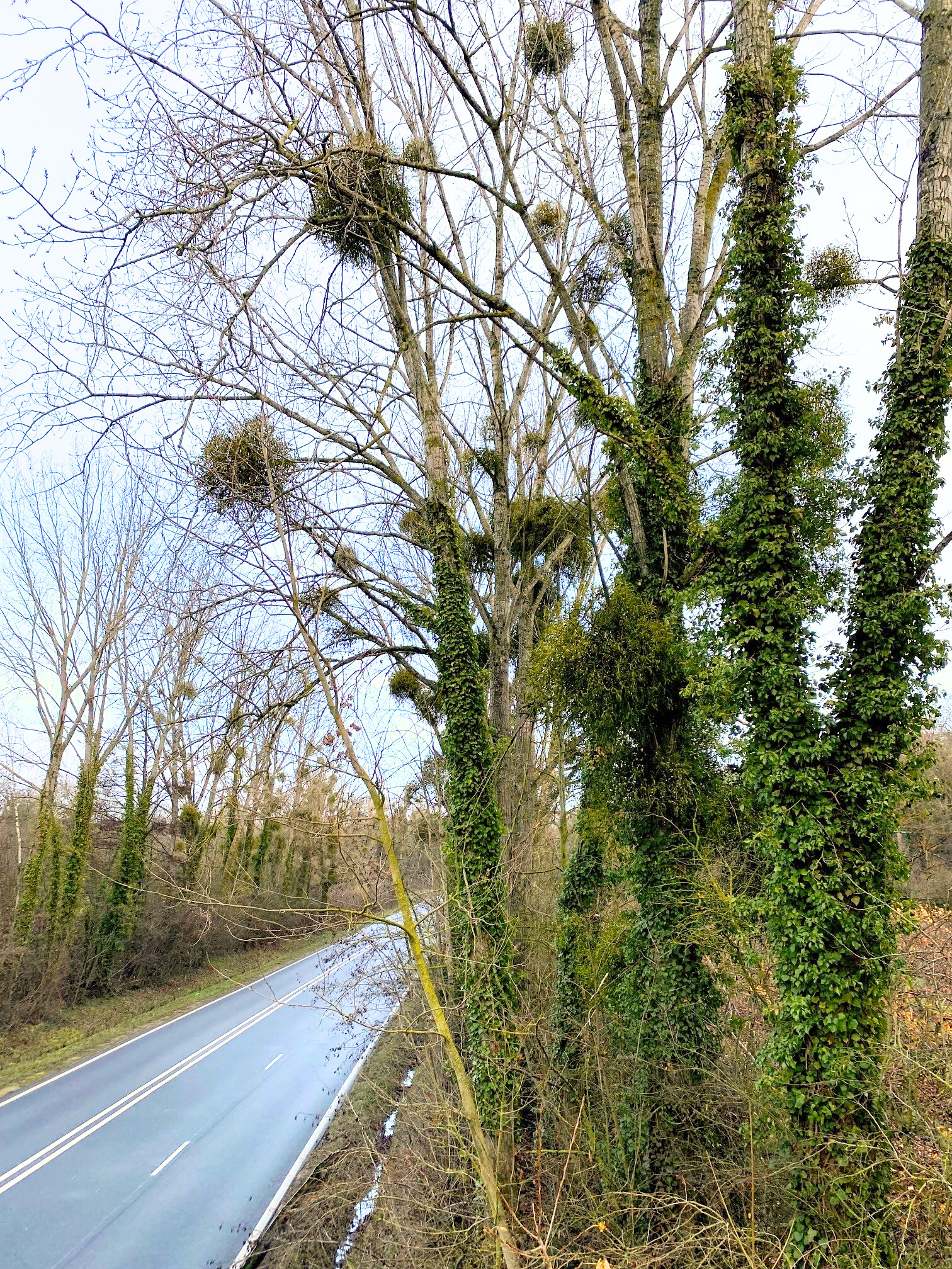 Arbres bordant une route colonisés par le gui nécessitant une surveillance arboricole
