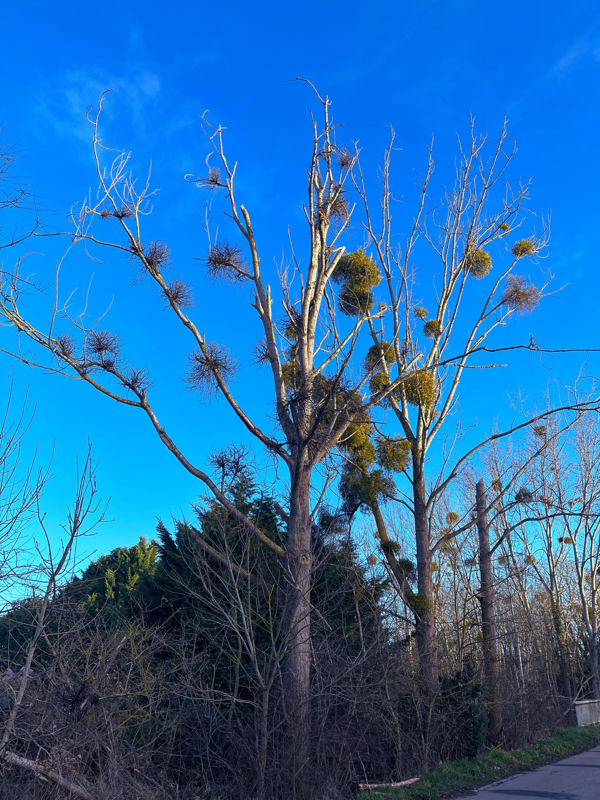 Arbres présentant plusieurs touffes de gui réparties sur la ramure