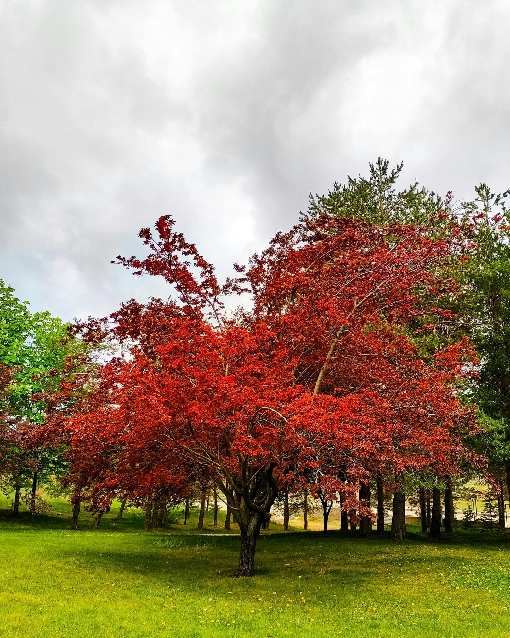 photo d'érable rouge dans un parc public