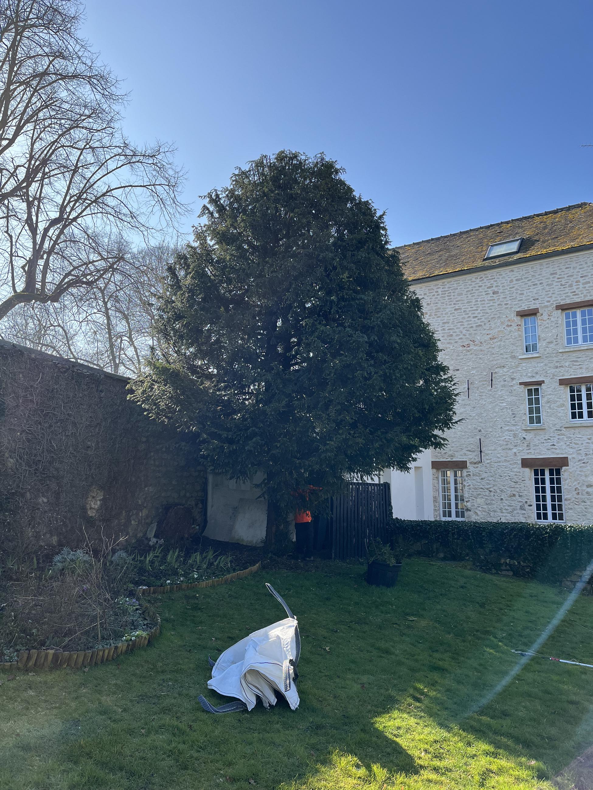 Arbre mature en limite de propriété, potentiellement concerné par la législation sur les plantations en limite séparative. Une surveillance régulière et un entretien raisonné permettent de préserver à la fois la sécurité, la vue et les relations de voisinage. Intervention sur demande d'un syndic ou d'un copropriétaire.