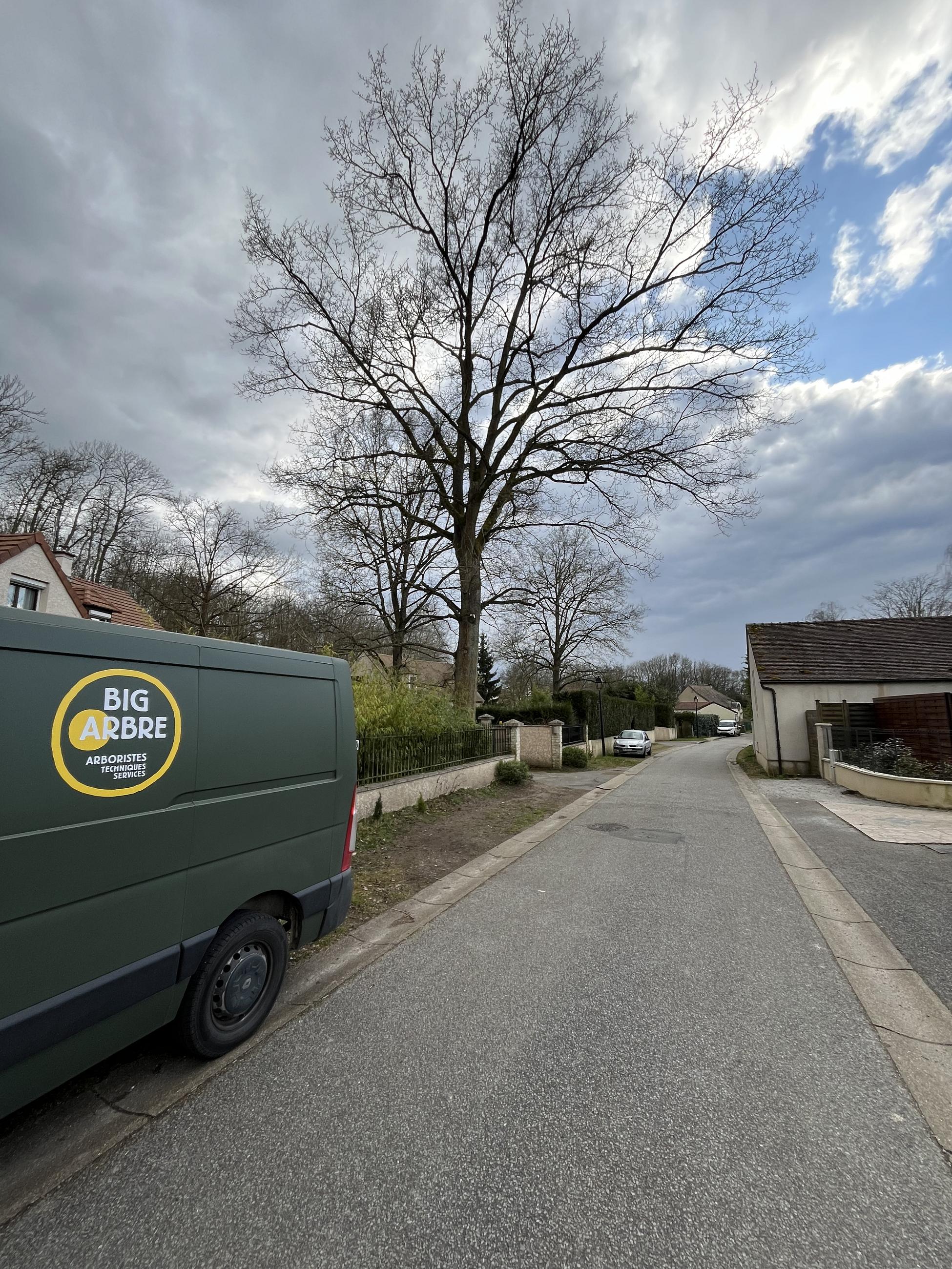 Ce grand sujet, proche d'une voirie et d'un terrain privé, illustre la complexité des arbres en limite séparative. Selon le Code civil, la hauteur et la distance doivent être respectées pour éviter les litiges. L'avis d'un arboriste peut prévenir les conflits et garantir une gestion saine de l'arbre.