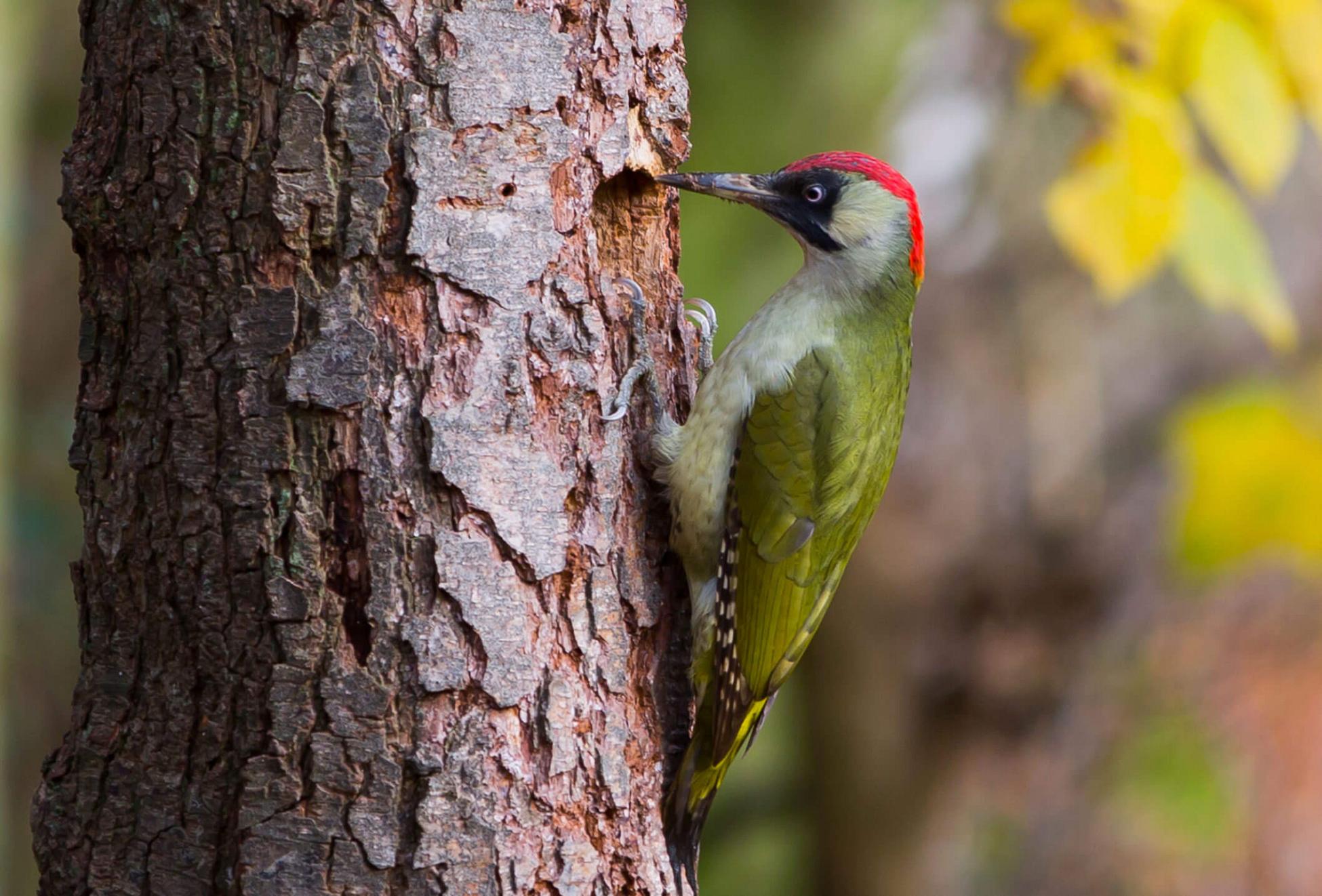 pics vert qui fait son trou vue de profil