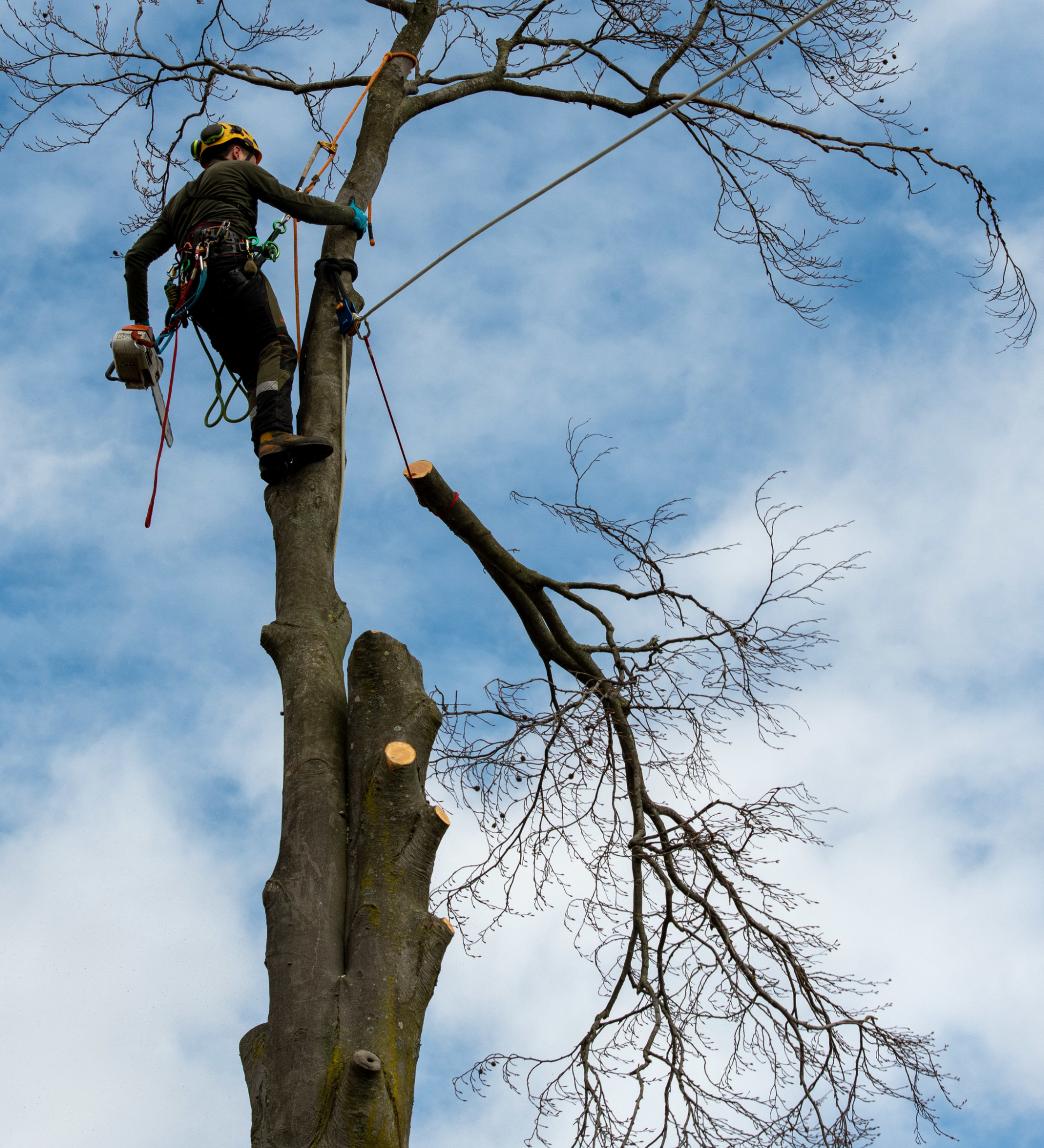 élagueur en haut d'un arbre mort, dans un jardin privé, en train de tronçonner la partie haute du tronc