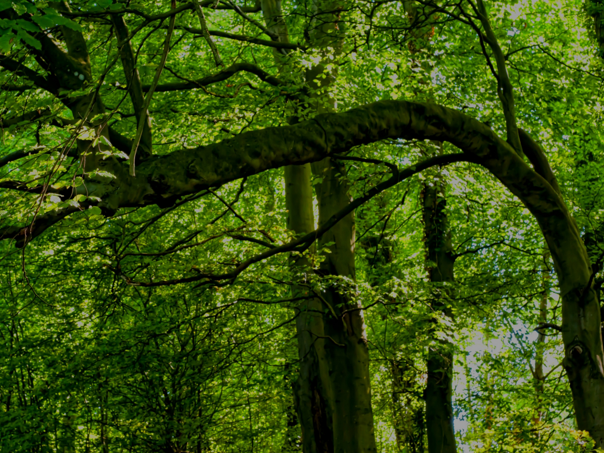 arbre plié dans une forêt suite à de forts épisodes de vents.