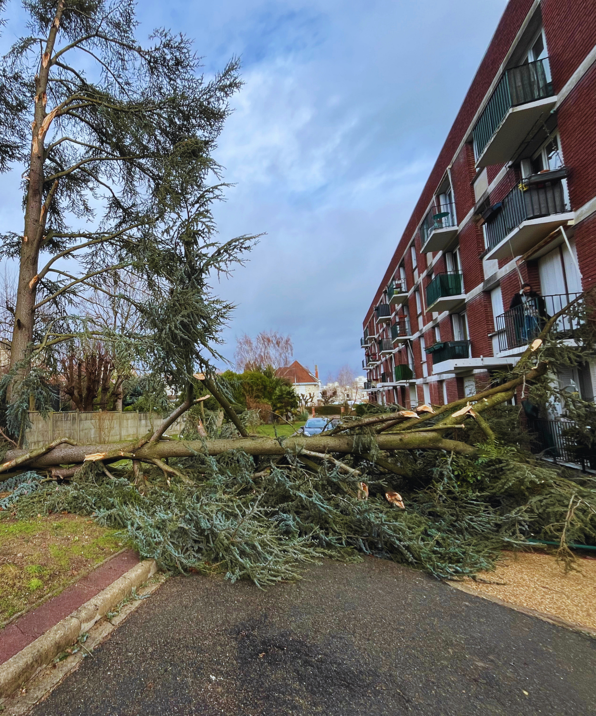 arbre couché sur une allée dans une résidence, bloquant le chemin, et mettant en danger certains habitants.