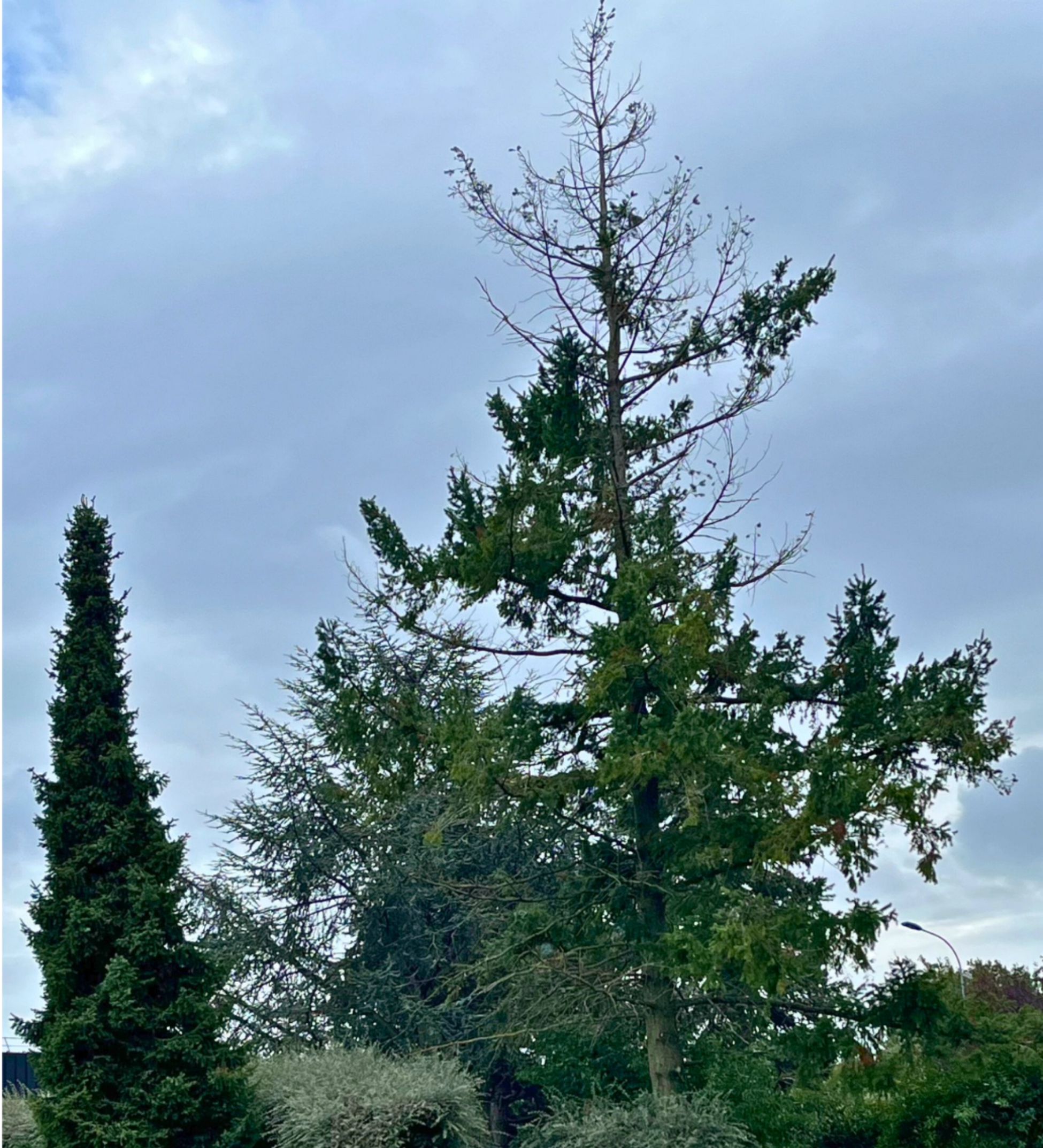 Arbre en mauvais état, présentant des signes visibles de dépérissement, avec branches dégarnies et cime affaiblie.