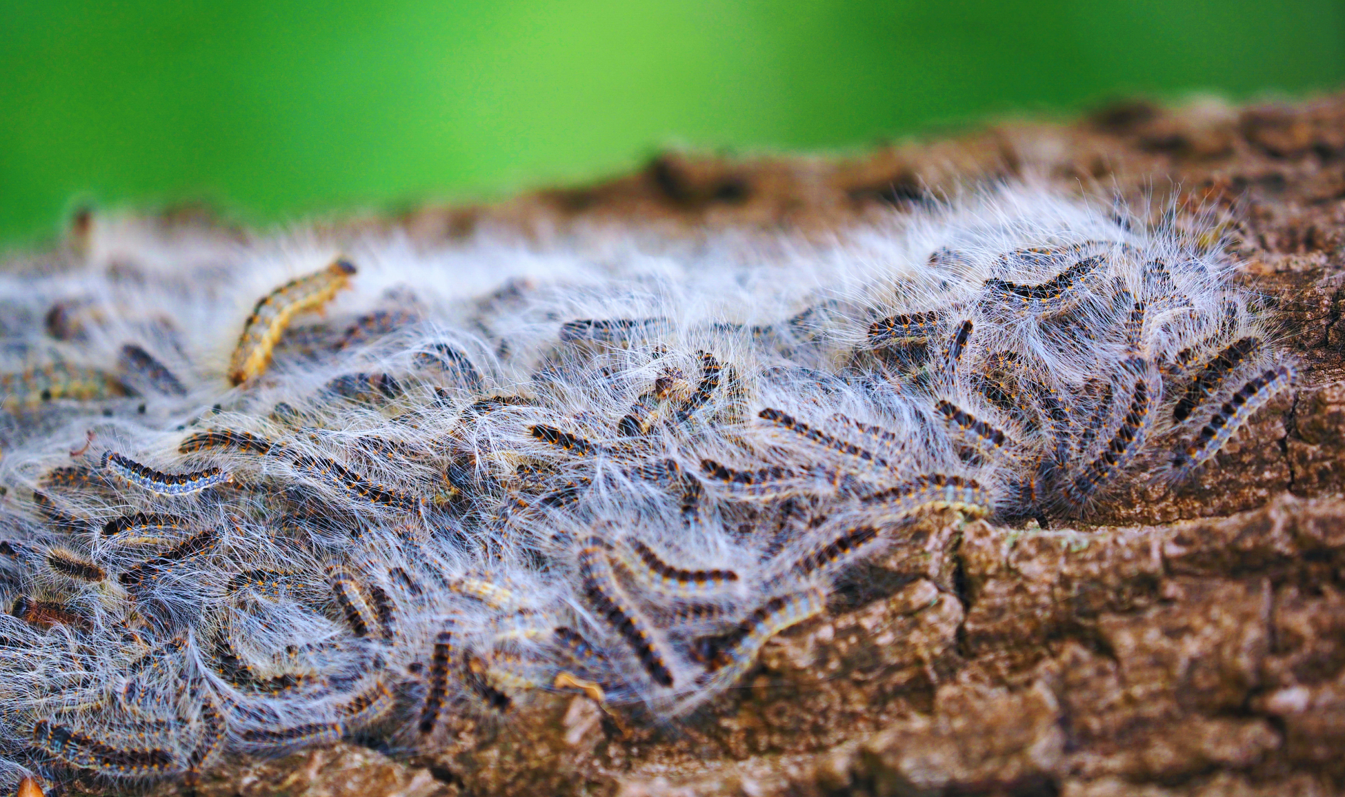 Chenilles se déplaçant en groupe sur une branche d'arbre, illustrant un comportement nécessitant une surveillance en zone fréquentée
