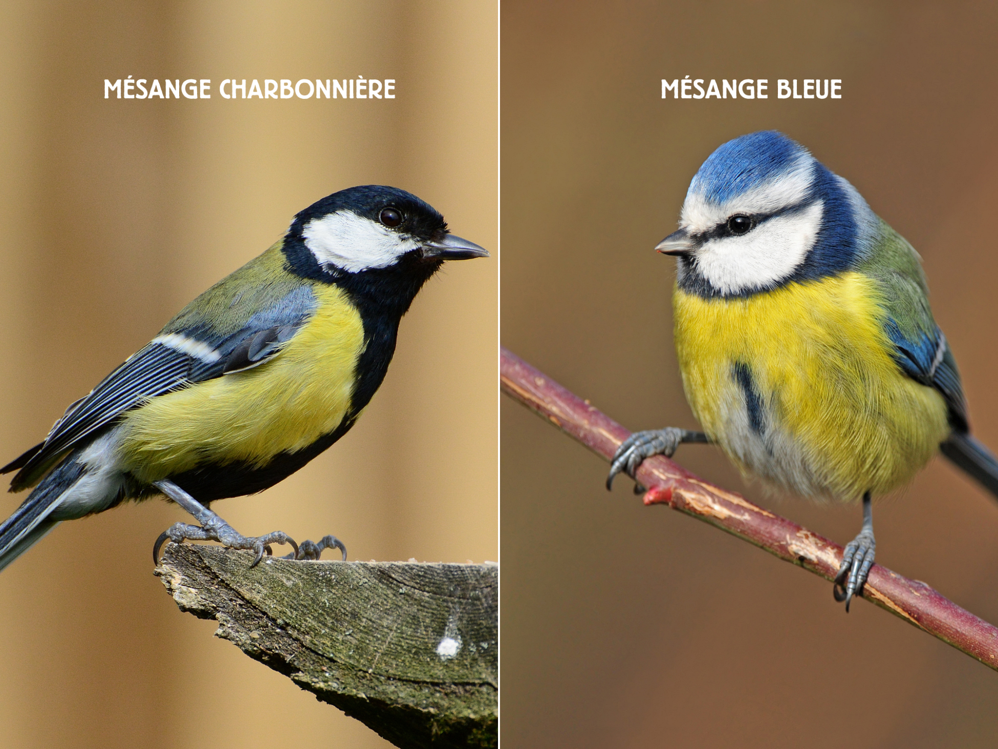 Mésange charbonnière et mésange bleue ennemies naturelles de la processionnaire du pin 