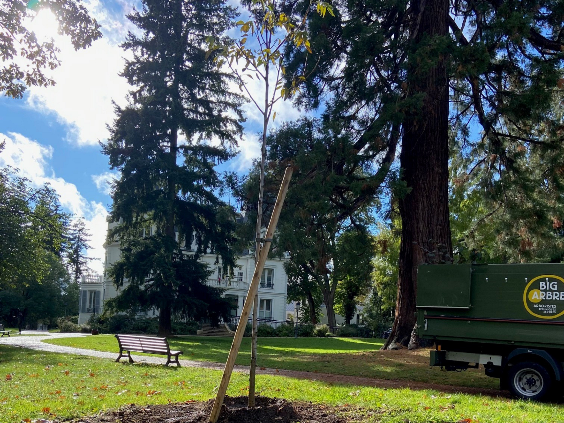 photo prise d'une plantation d'un jeune Noyer sur le sol privée d'une Mairie