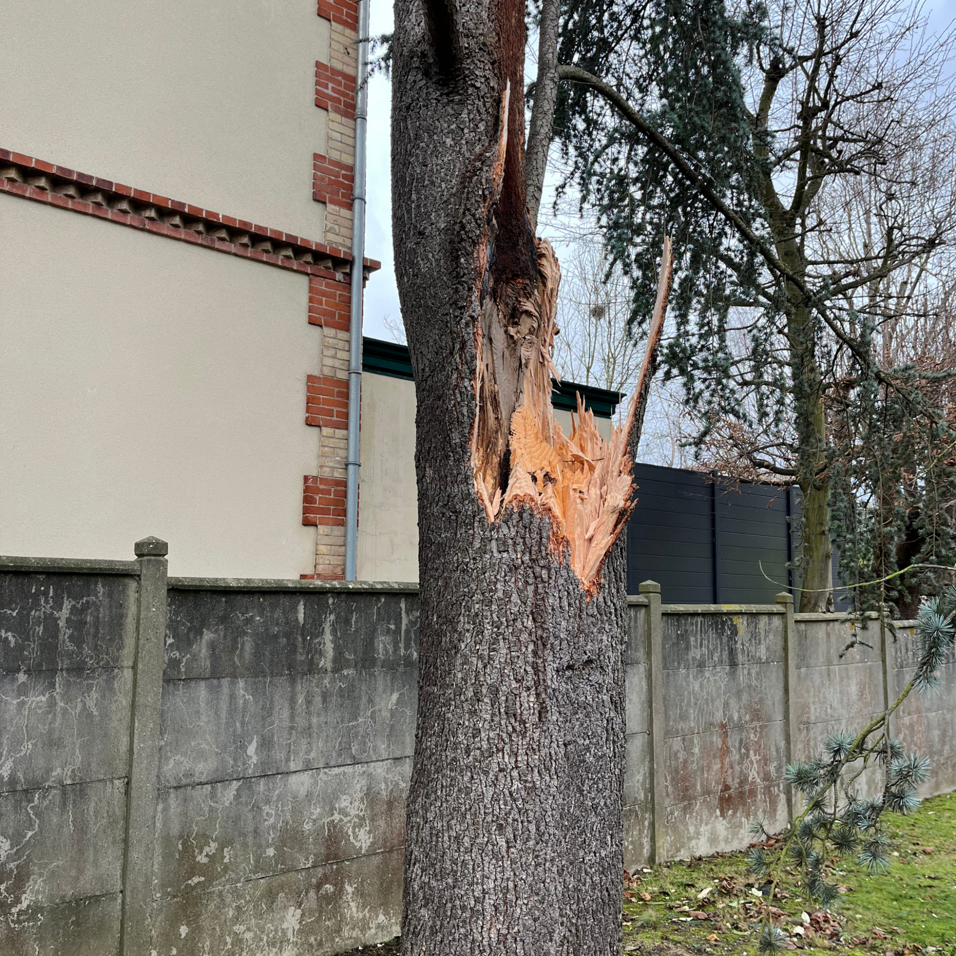 Un arbre abîmé: atteint d'écorce incluse, séparé en deux suite à des épisodes de vents violents.