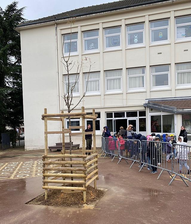 Ajout d'éléments bois de protection du jeune plant.