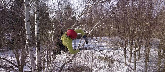Taille douce de restructuration d'un arbre en hiver