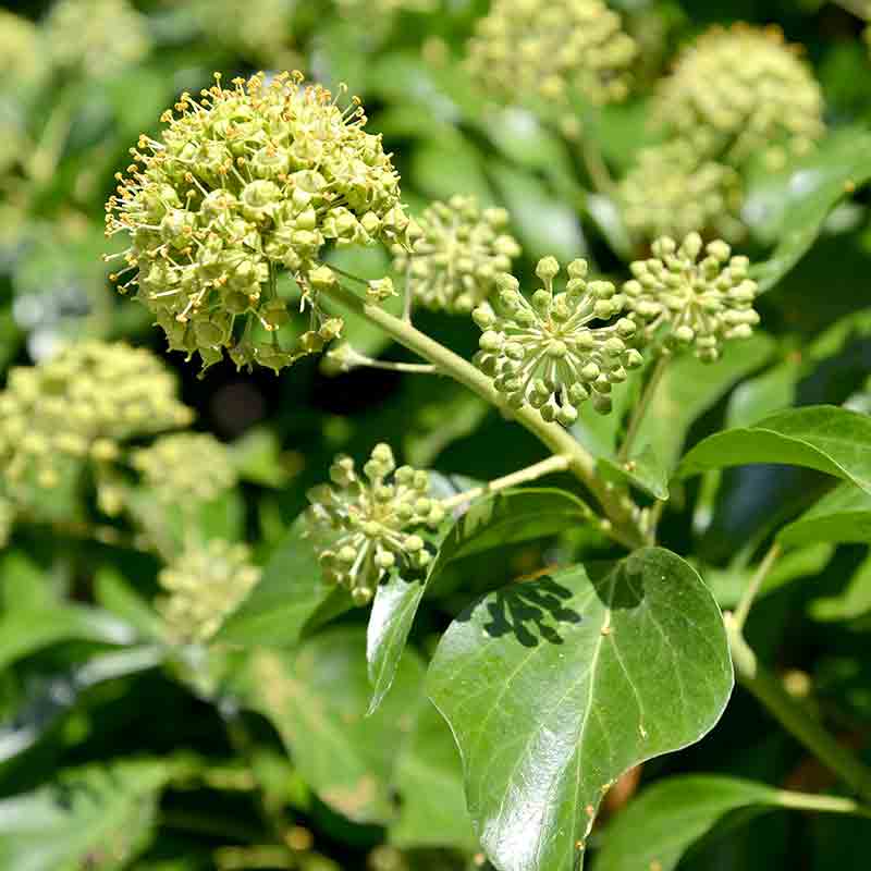 Fleurs de lierre en floraison constituant une ressource alimentaire essentielle pour les insectes pollinisateurs
