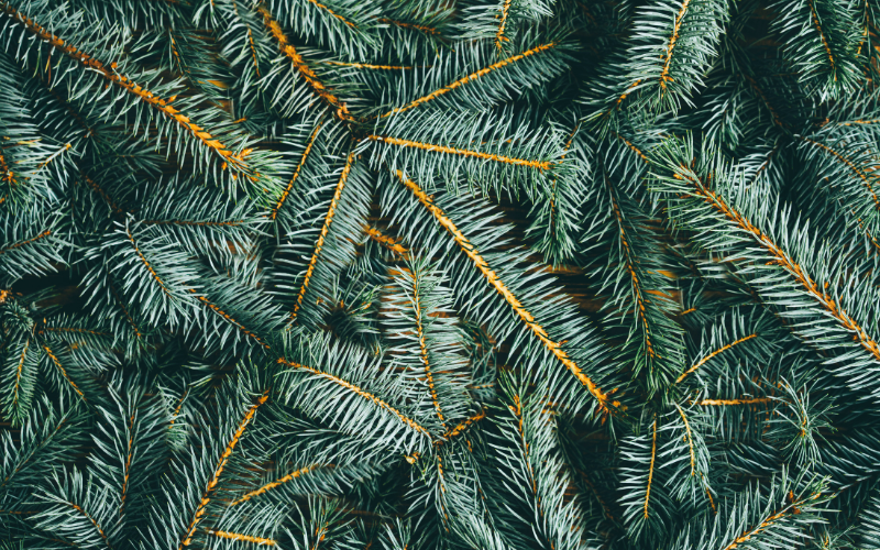 Détail de branches de sapin montrant la structure et le feuillage dense d'un conifère