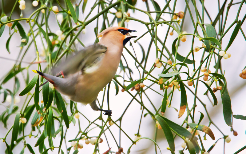Oiseau se nourrissant des baies de gui, participant à la dispersion de la plante