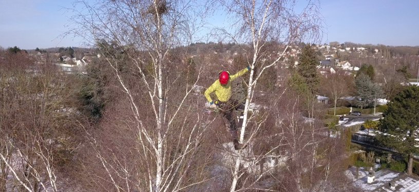 Arboriste effectuant une taille douce de restructuration d'un arbre en hiver