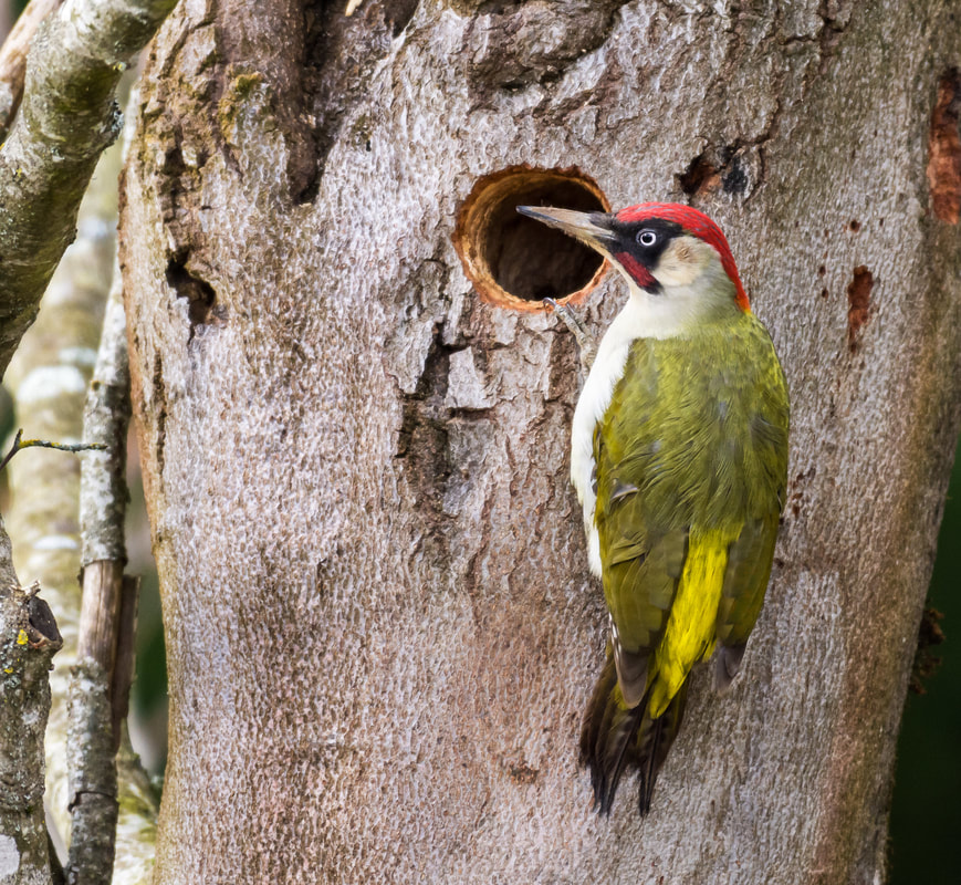 pics vert qui fait son trou vue de face