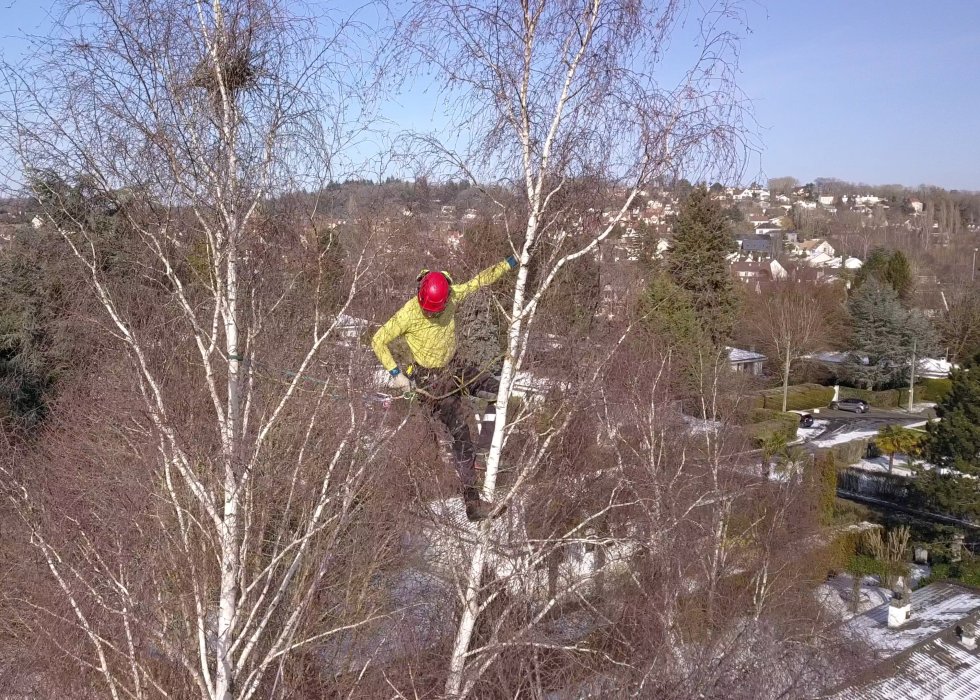 Arboriste effectuant une taille douce de restructuration d'un arbre en hiver