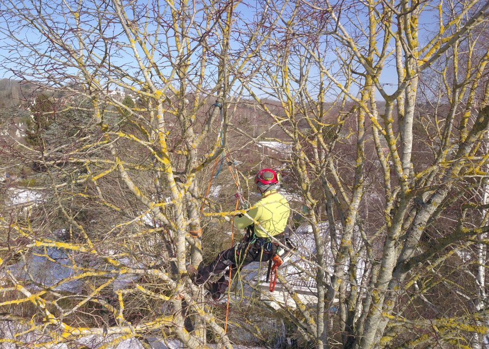 Élagueur en harnais effectuant une taille d'entretien sur un arbre en hiver, branches couvertes de lichens, neige au sol, matériel de sécurité visible.
