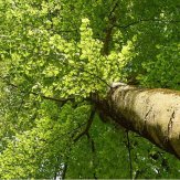 Tronc et houppier d'arbre adulte – observation en milieu naturel