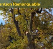 Image d'un élagueur dans un grand chêne, tronçonnant une charpentière. Miniature de notre vidéo "une Intervention remarquable"