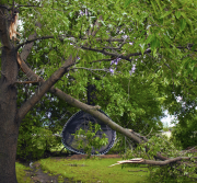 Branche maîtresse brisée et tombée sur un trampoline, illustration des risques liés au vent sur des arbres fragilisés.
