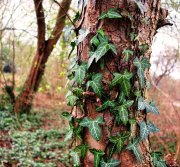 photo de lierre sur un tronc