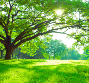 Illustration d'un arbre en espace vert représentant la notion de patrimoine arboré en copropriété