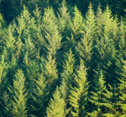 Ensemble de sapins formant un peuplement de conifères en milieu forestier