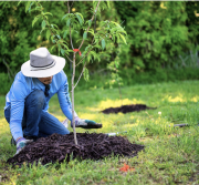 Homme en train de planter un petit arbre dans un jardin