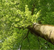 Vue en contre-plongée du tronc et du houppier d'un arbre adulte illustrant sa structure et son développement