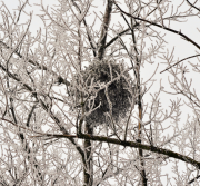 Touffe de gui bien développée visible en hiver sur un arbre hôte sans feuillage